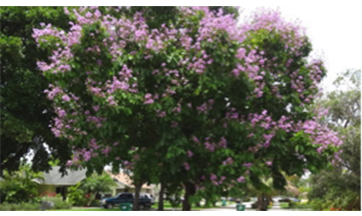 Lagerstroemia speciosa