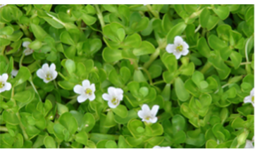 Bacopa monniera
